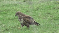WE SPIED A COMMON BUZZARD IN THE FIELD 